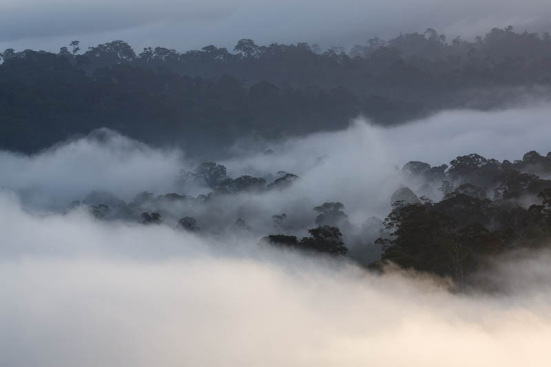 Rainforest In MIst