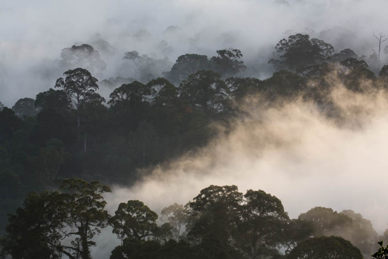 Rainforest In MIst