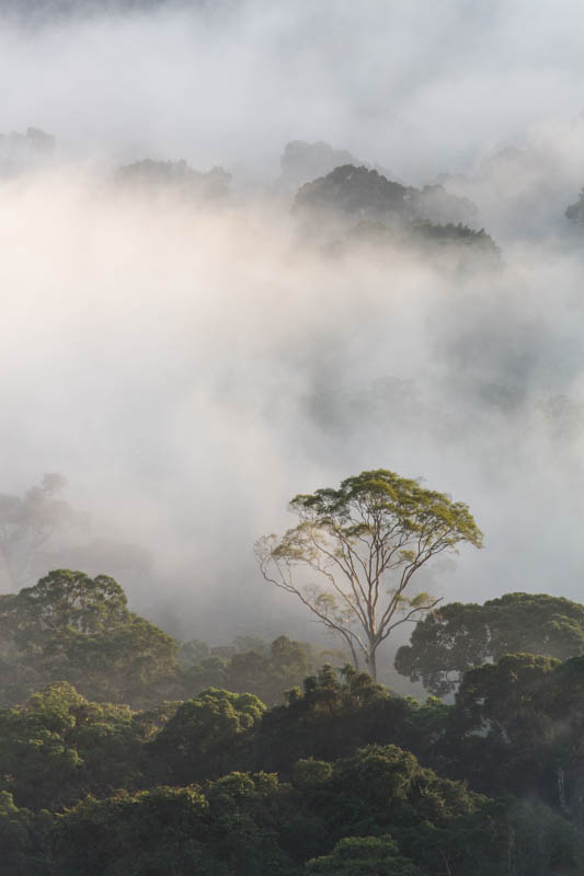 Rainforest In MIst