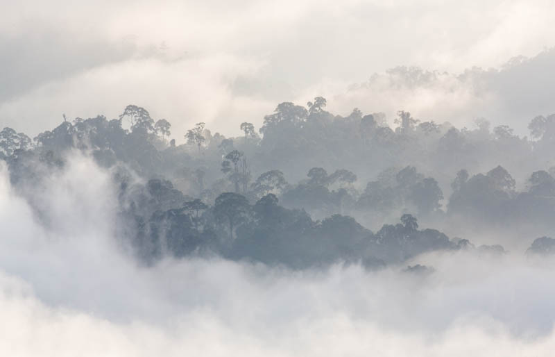 Rainforest In MIst