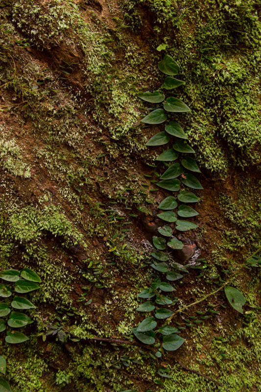 Epiphytes On Tree