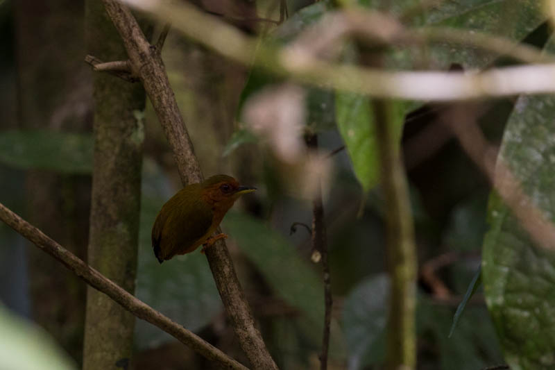 Rufous Piculet