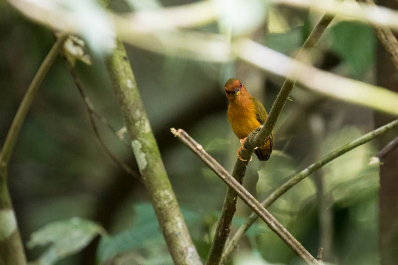 Rufous Piculet