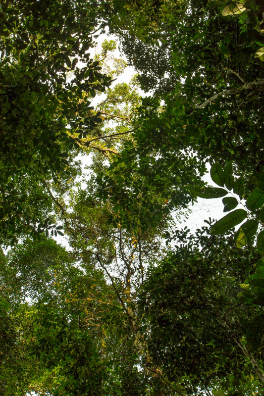 Rainforest Canopy