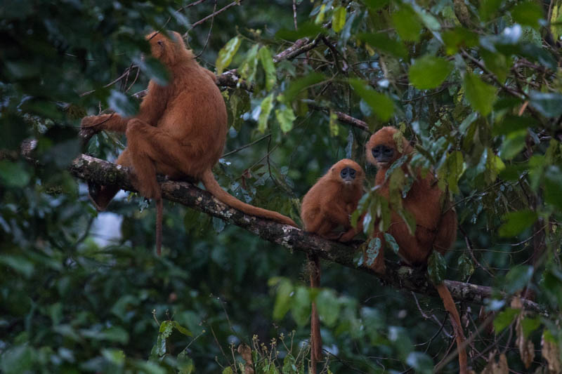 Red Leaf Monkeys