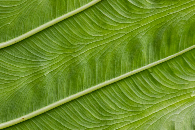 Leaf Detail