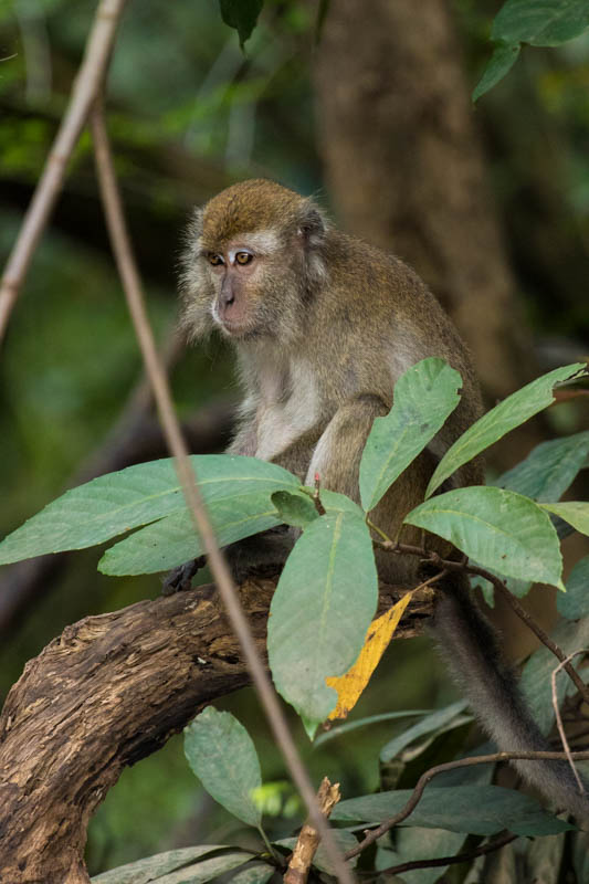 Long-Tailed Macaque