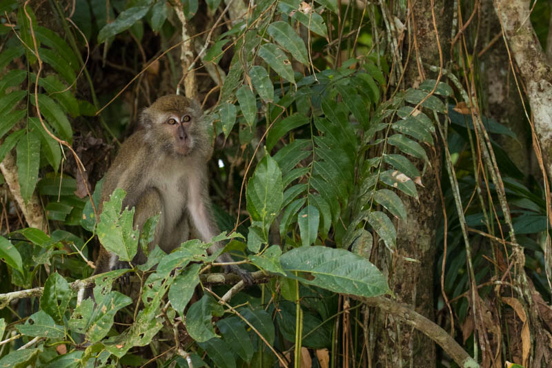 Long-Tailed Macaque