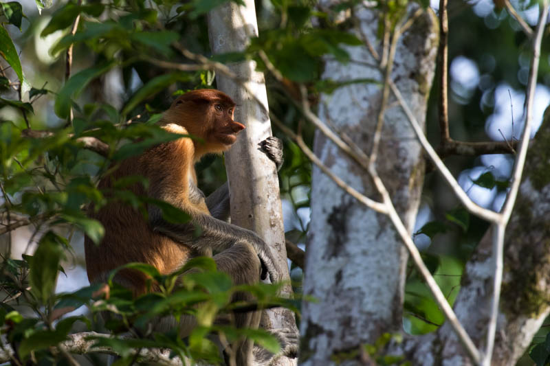 Proboscis Monkey