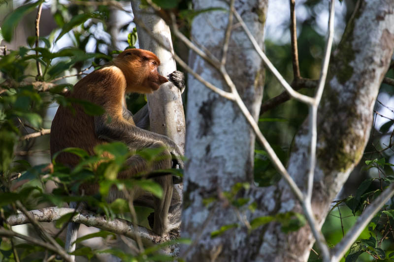 Proboscis Monkey