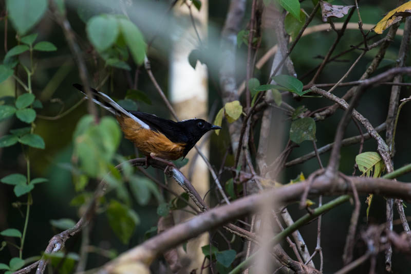 White-Crowned Shama