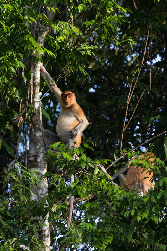 Proboscis Monkey