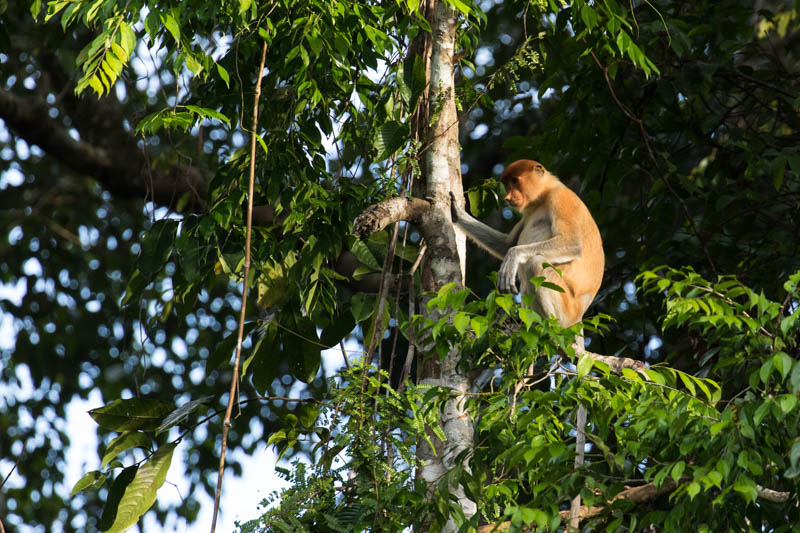 Proboscis Monkey