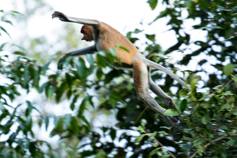 Proboscis Monkey Jumping