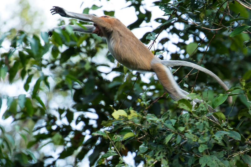 Proboscis Monkey Jumping