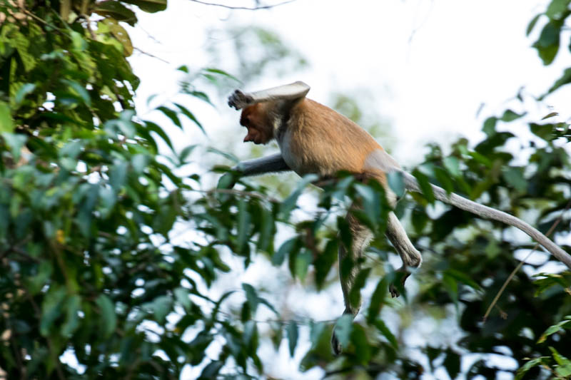 Proboscis Monkey Jumping