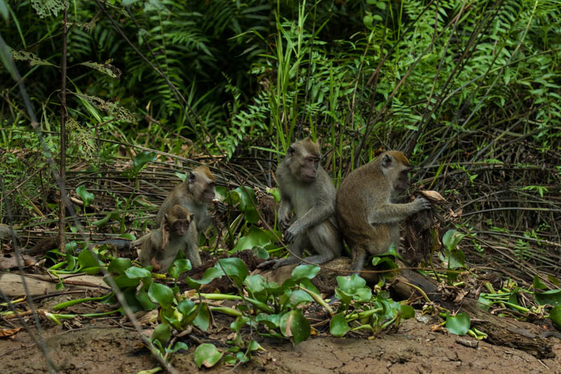 Long-Tailed Macaque