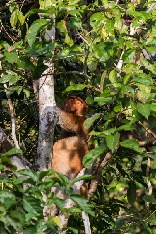 Proboscis Monkey