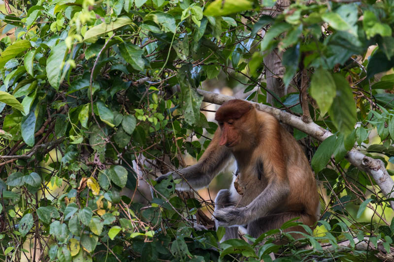 Proboscis Monkey