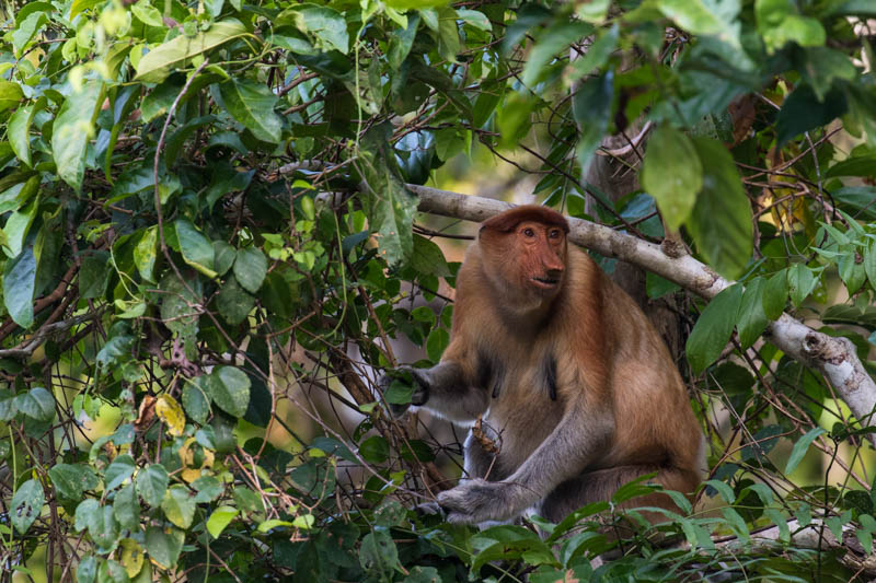 Proboscis Monkey