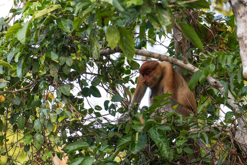 Proboscis Monkey