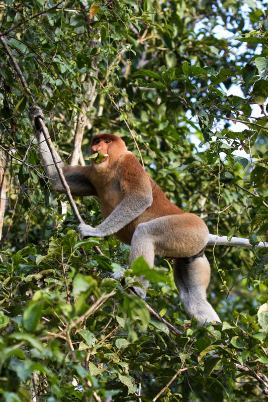 Proboscis Monkey