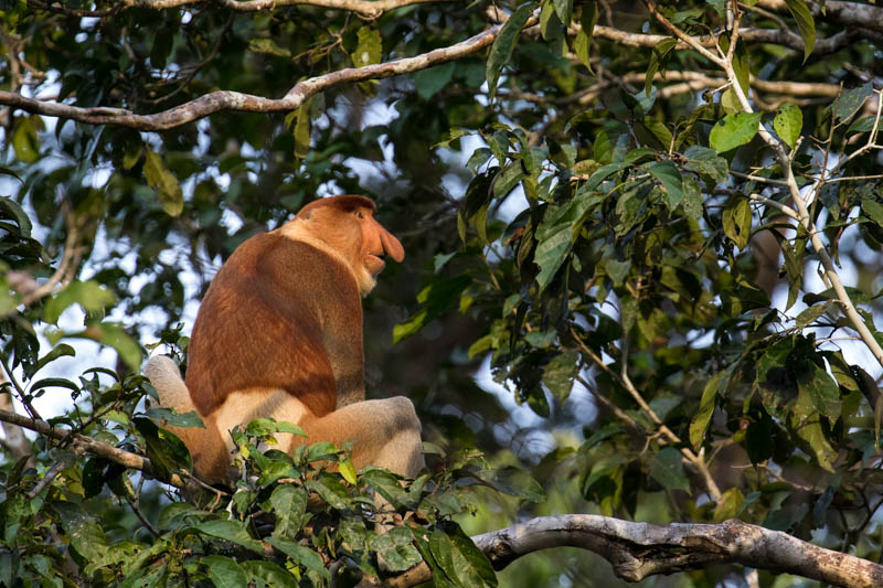 Proboscis Monkey