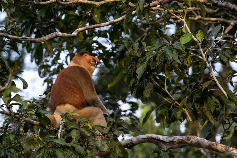 Proboscis Monkey