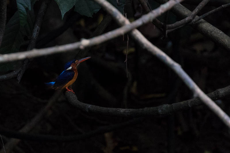 Blue-Eared Kingfisher