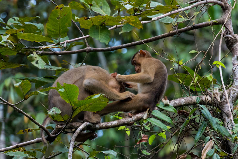 Sunda Pig-Tailed Macaques Grooming