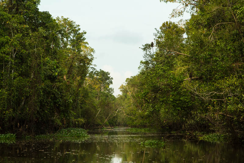 The Kinabatangan River