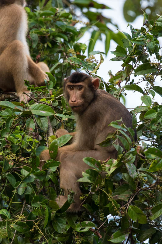 Sunda Pig-Tailed Macaque