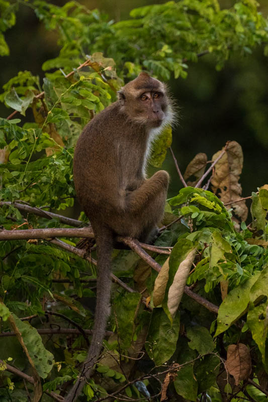 Long-Tailed Macaque