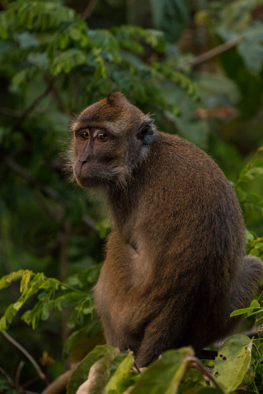 Long-Tailed Macaque