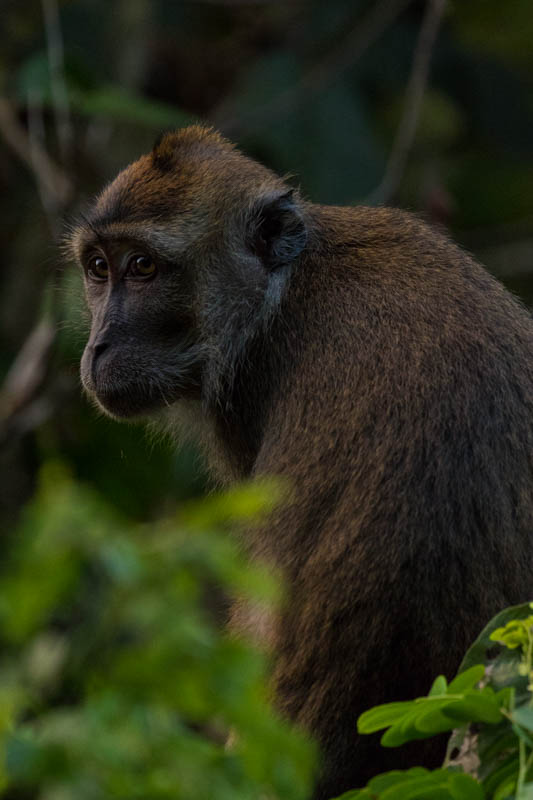 Long-Tailed Macaque