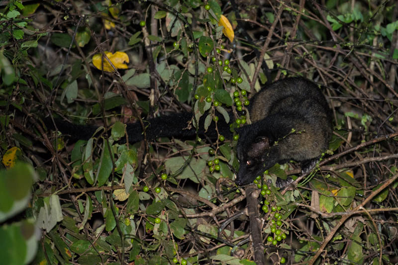 Small-Toothed Palm Civet