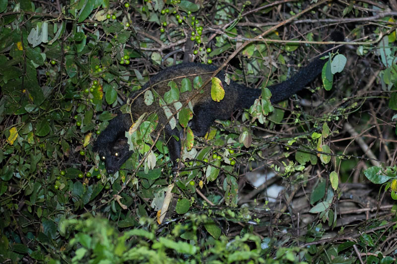 Small-Toothed Palm Civet