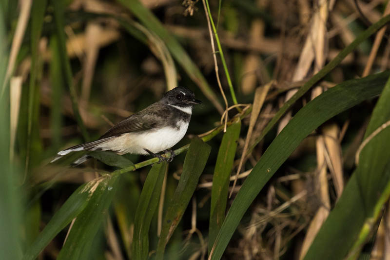 Pied Fantail