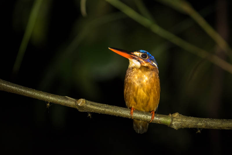 Blue-Eared Kingfisher