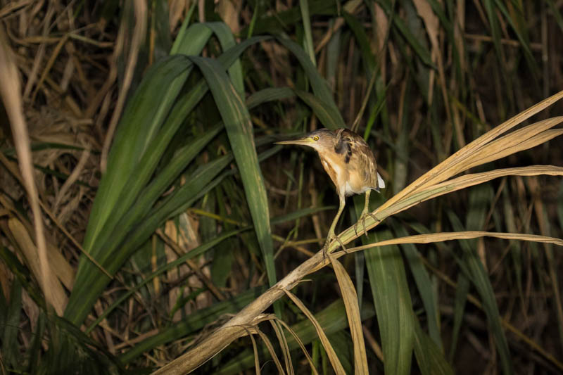 Yellow Bittern