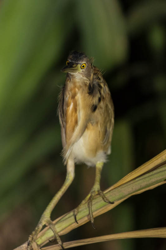 Yellow Bittern