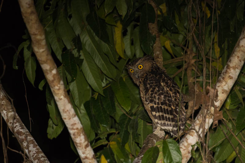 Buffy Fish-Owl