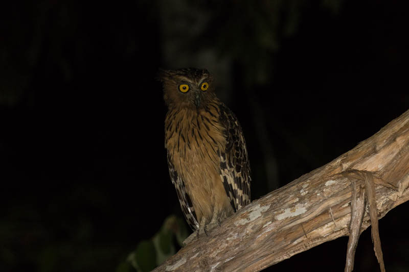 Buffy Fish-Owl