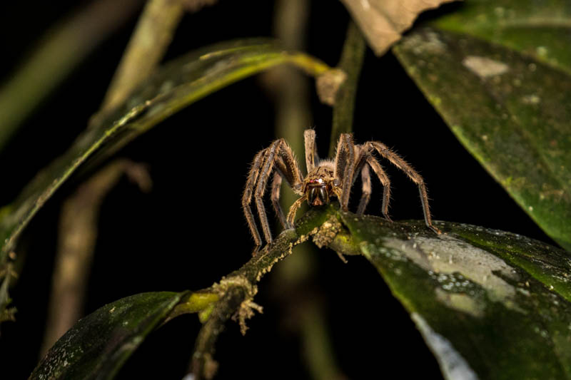 Taurantula