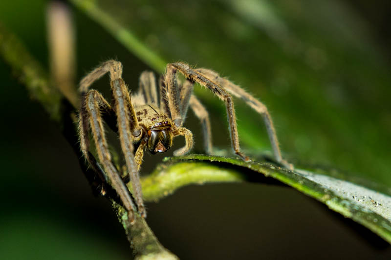 Taurantula