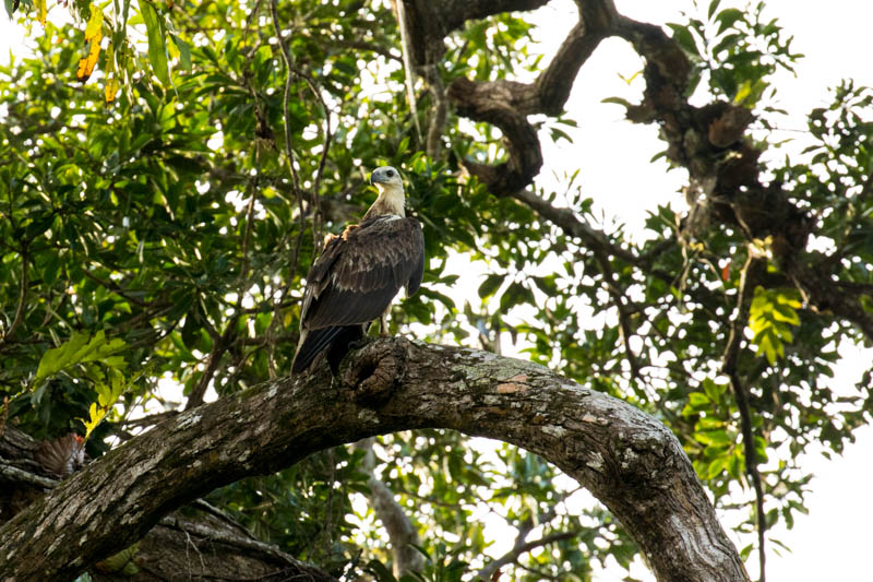 White-Bellied Sea-Eagle