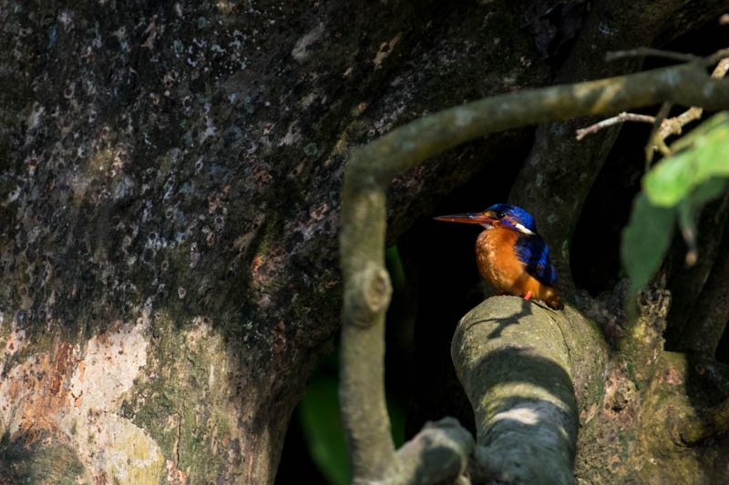 Blue-Eared Kingfisher