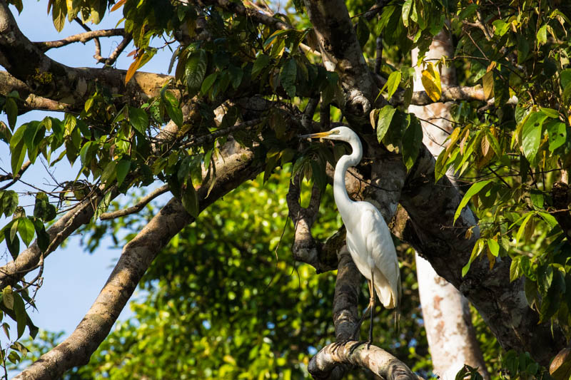 Little Egret