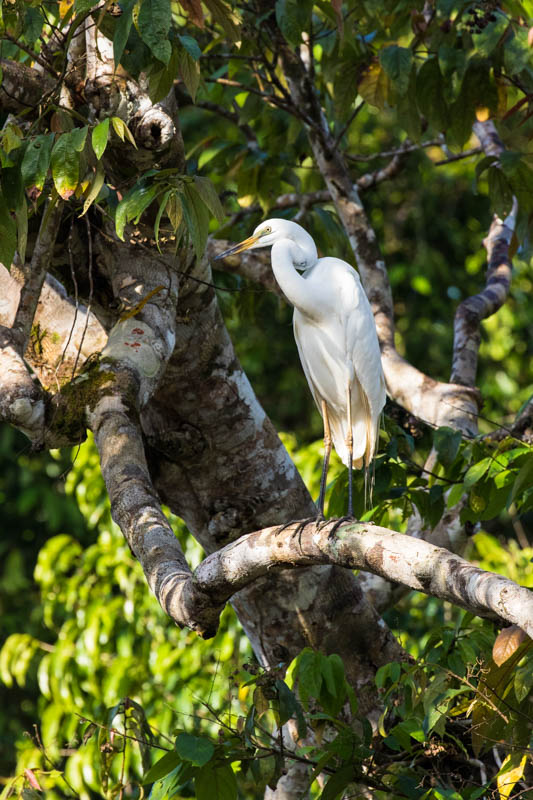 Little Egret