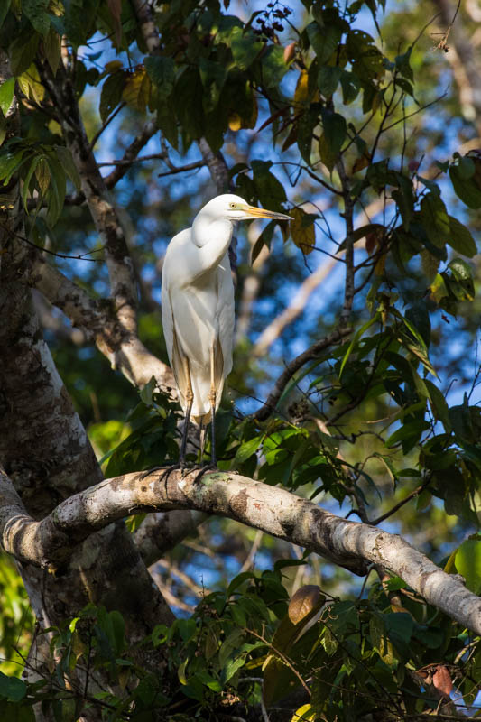 Little Egret